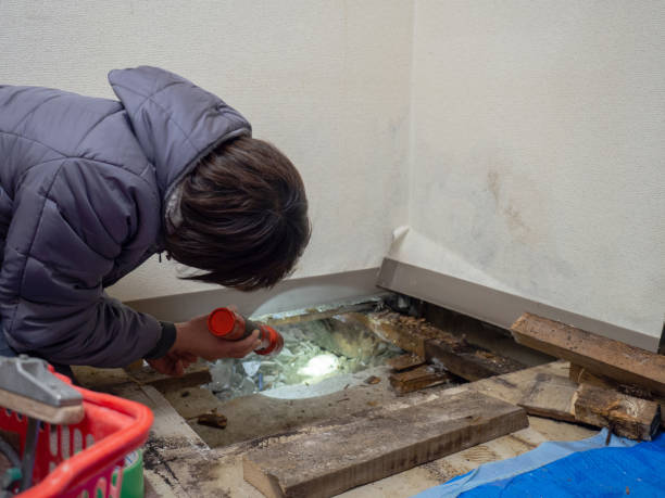 Best Emergency Mold Remediation  in Sherrelwood, CO